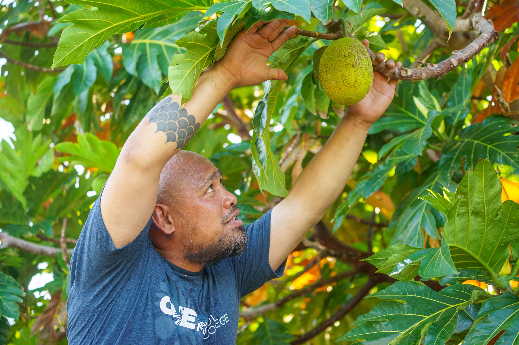 Person picking ulu (breadfruit) from tree